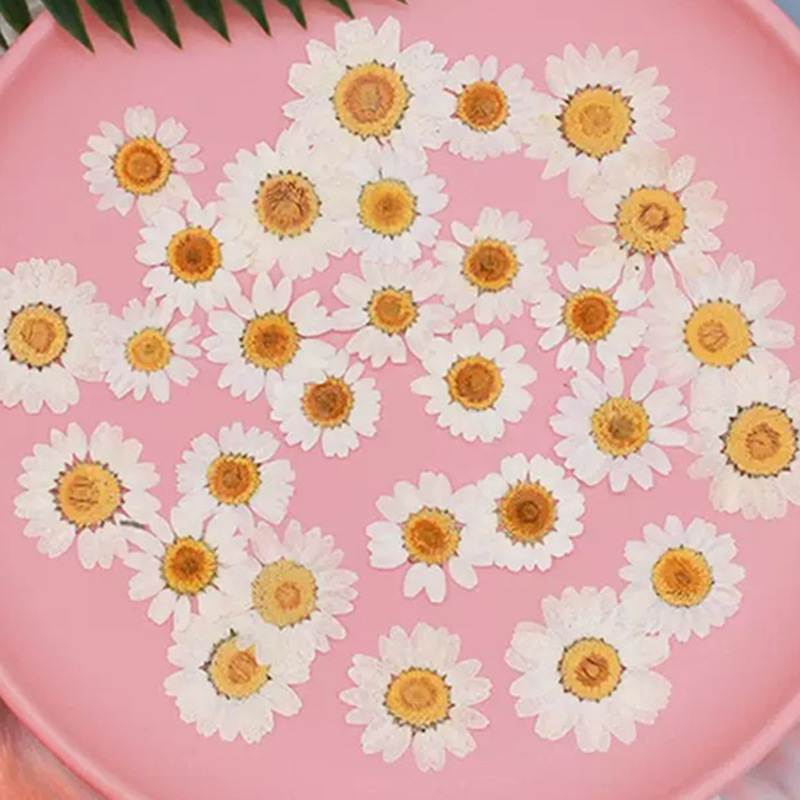 Resin Craft Ideas - 100 Adet Doğal Beyaz Kristal Krizantem