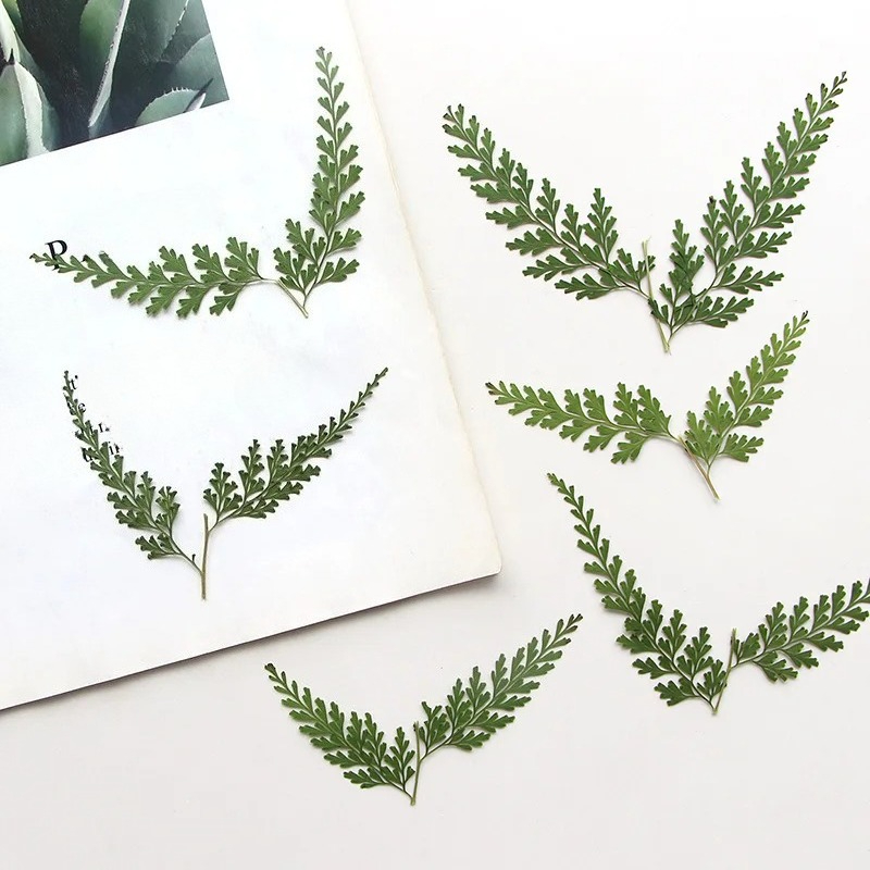 Dried Flower Bulk - Doğa Preslenmiş Fern Dalları, kuru Çiçek