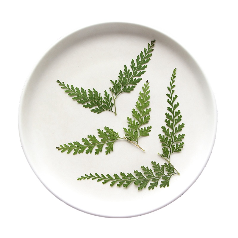 Doğa Preslenmiş Fern Dalları,  - Dried Flower Bulk incelemesi ve fiyatı